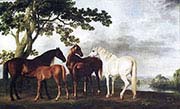 Mares and Foals in River Landscape